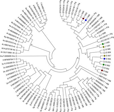 Detection of Hepatitis E Virus in Hyalomma lusitanicum Ticks Feeding on Wild Boars